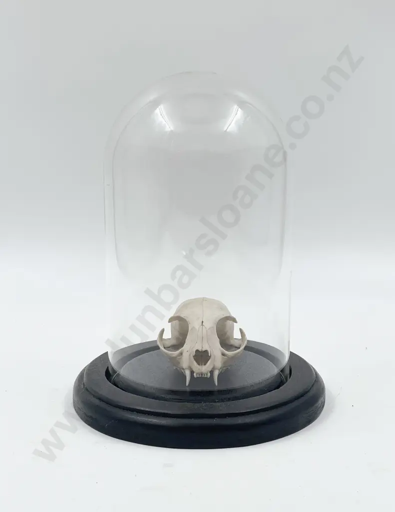 Glass Domed Display of Feline Skull Image 1++
