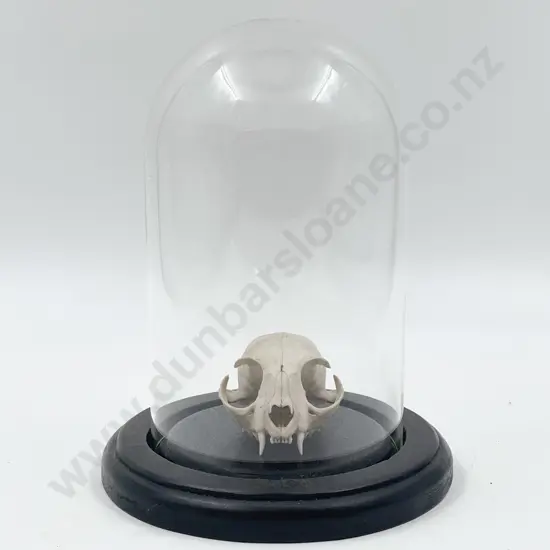 Glass Domed Display of Feline Skull