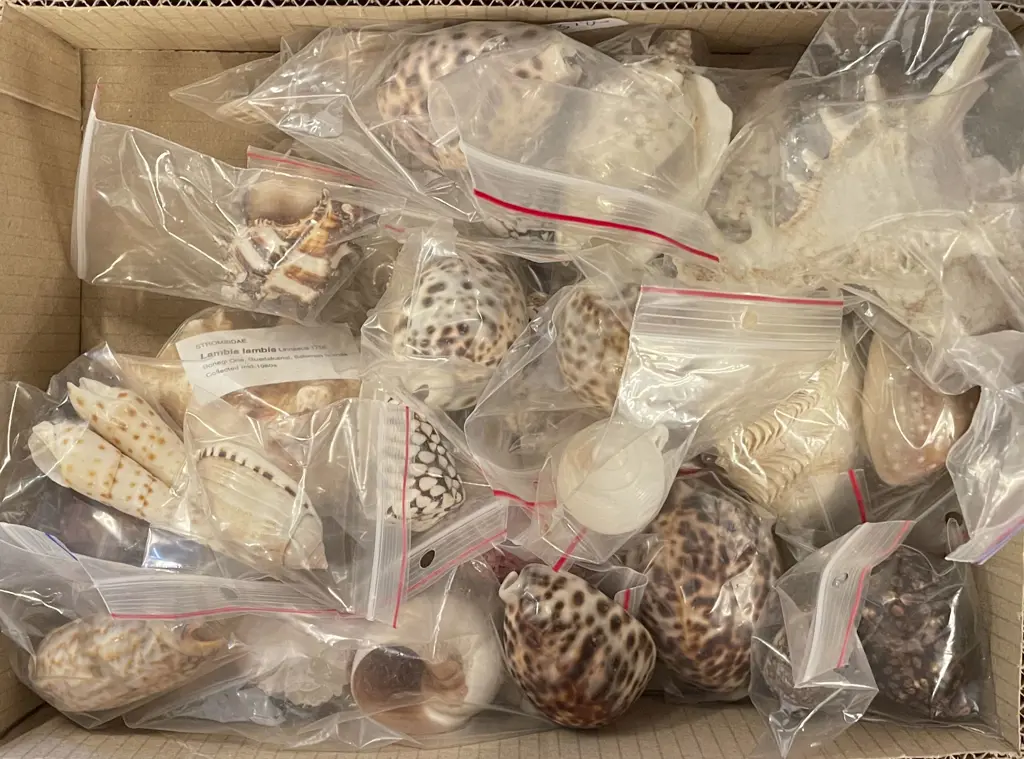 Small Box of Assorted Shells Image 1++