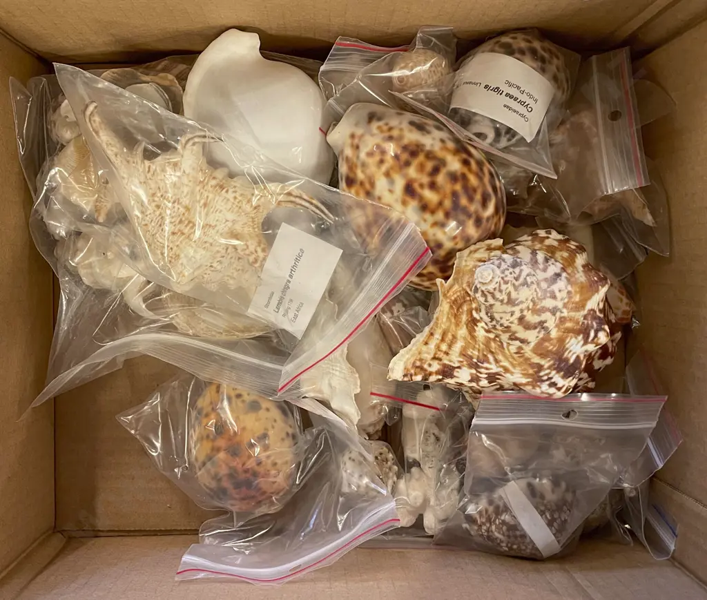 Small Box of Assorted Shells Image 1++