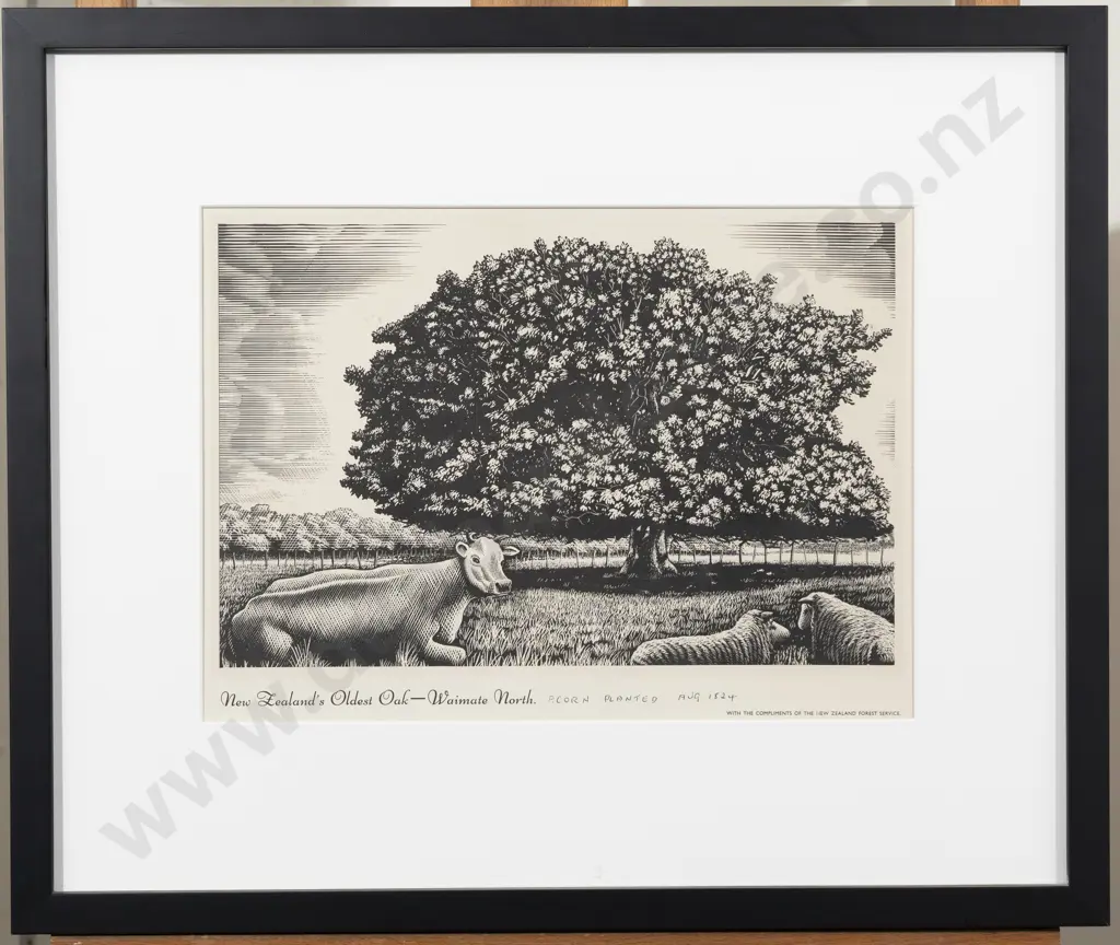 Vintage Framed Poster - New Zealand's Oldest Oak Image 1++