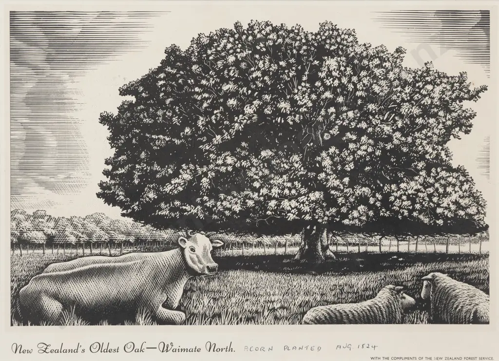 Vintage Framed Poster - New Zealand's Oldest Oak Image 1++