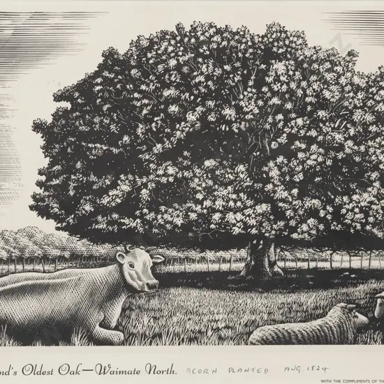 Vintage Framed Poster - New Zealand's Oldest Oak