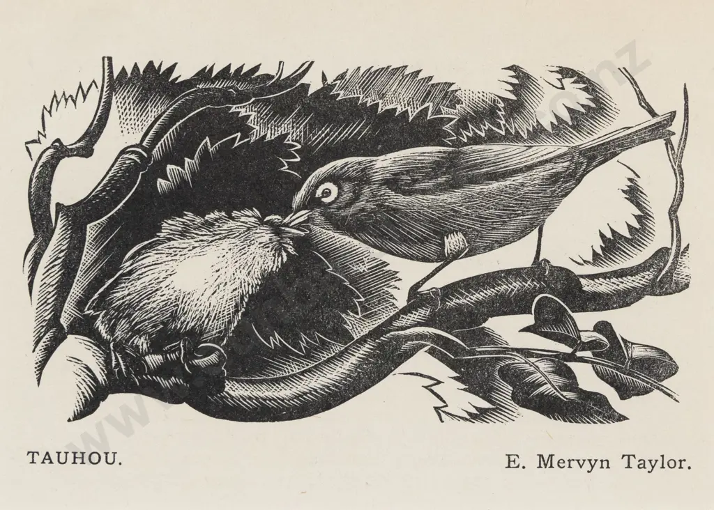 E Mervyn Taylor (1906 - 1964) - Tauhoe Image 1++