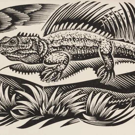 E Mervyn Taylor (1906 - 1964) - Tuatara