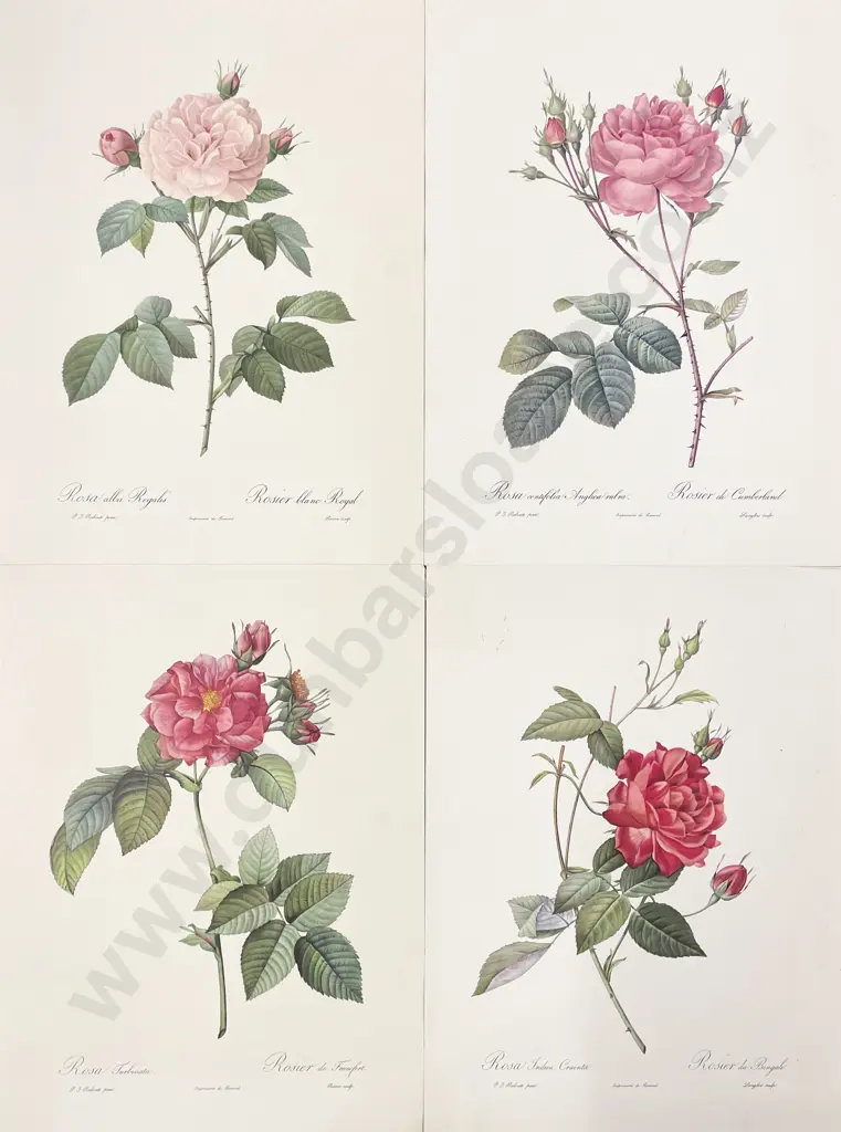 Four Redouté Rose Prints (unframed) Image 1++