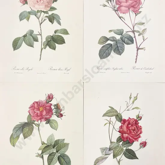 Four Redouté Rose Prints (unframed)
