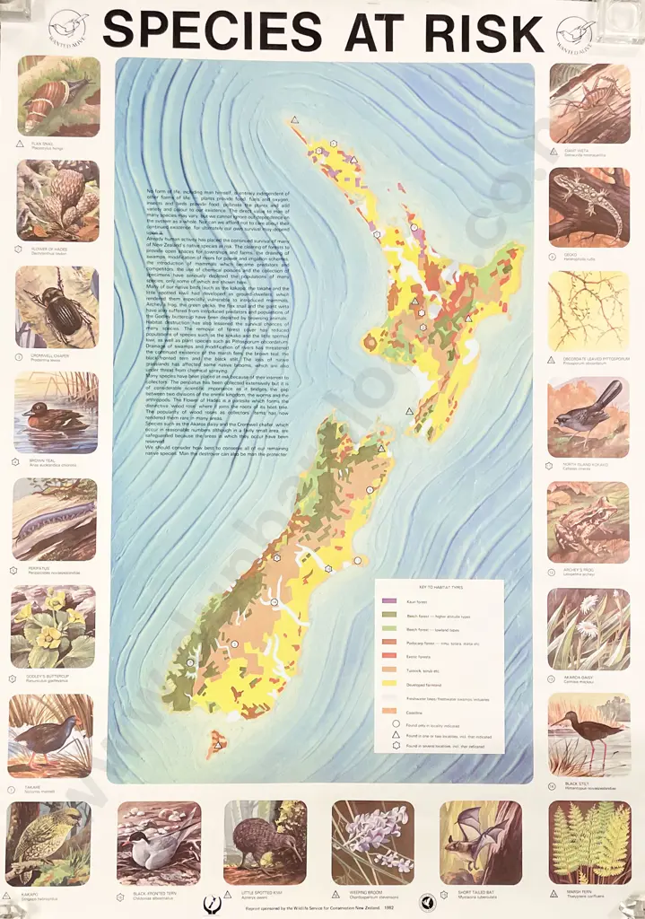 Four NZ Related Unframed Posters & Others Image 1++