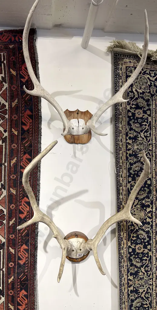 Two Wall Mounting Deer Antlers Image 1++