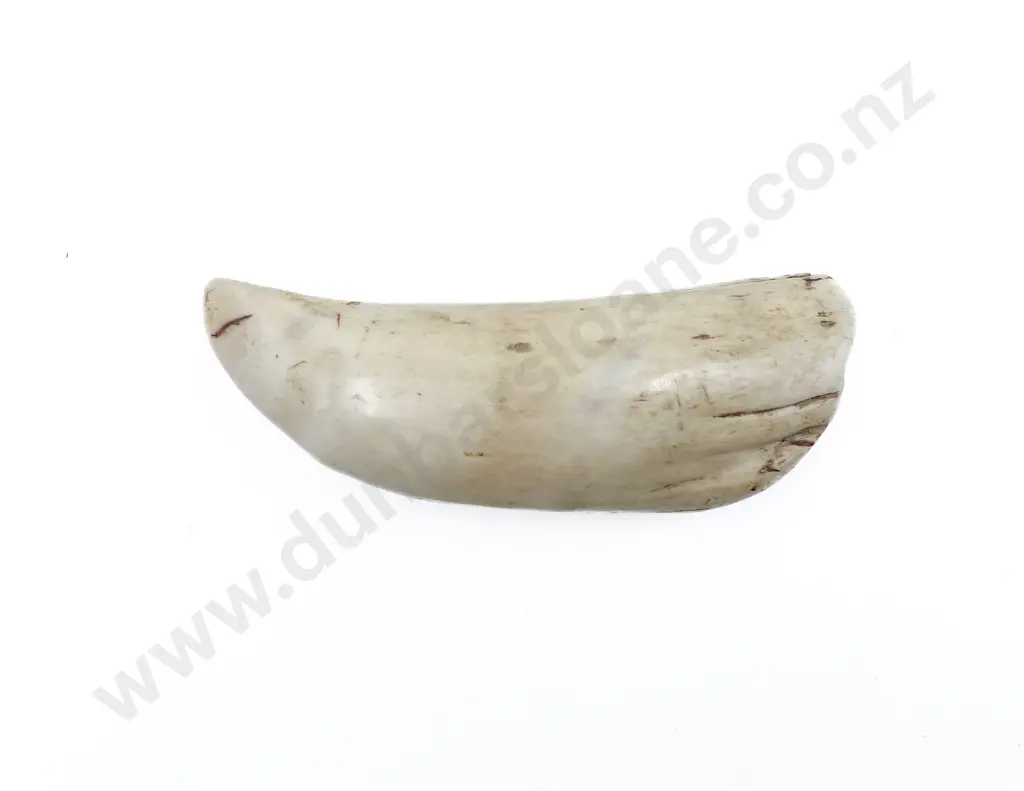 Antique Pacific Island Tabua Whale Tooth Image 1++