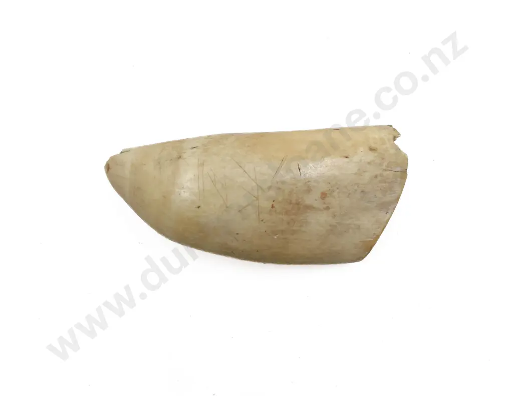 Antique Pacific Island Tabua Whale Tooth a/f Image 1++