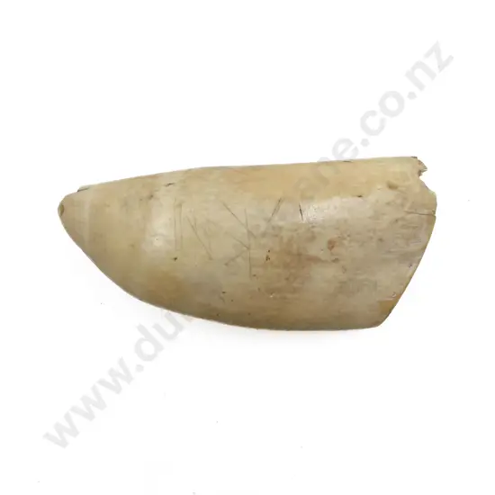 Antique Pacific Island Tabua Whale Tooth a/f