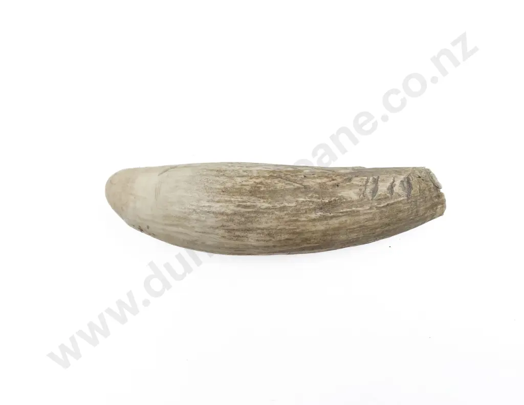 Whale Tooth Image 1++