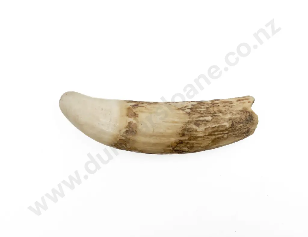 Whale Tooth Image 1++