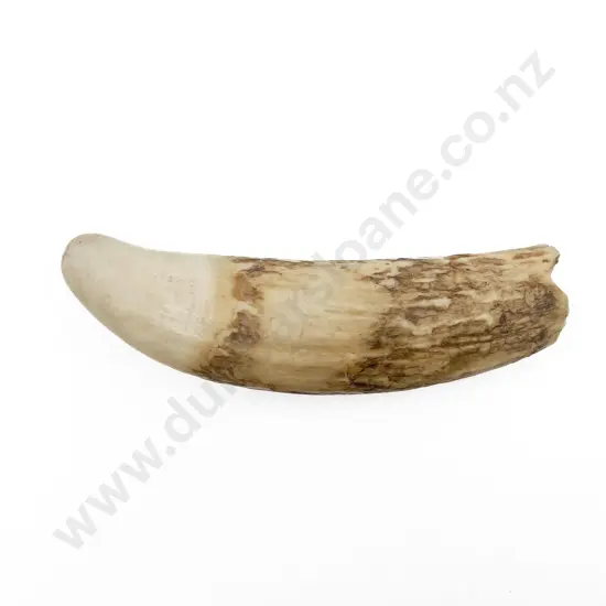 Whale Tooth