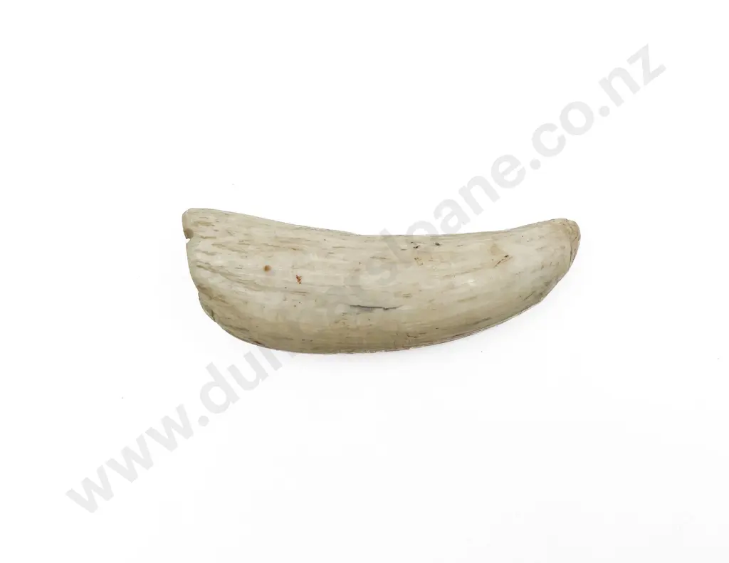 Small Whale Tooth With Drilled Pendant Hole Image 1++