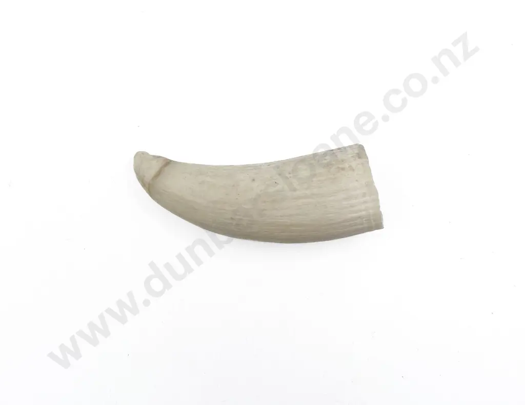 Small Whale Tooth Image 1++