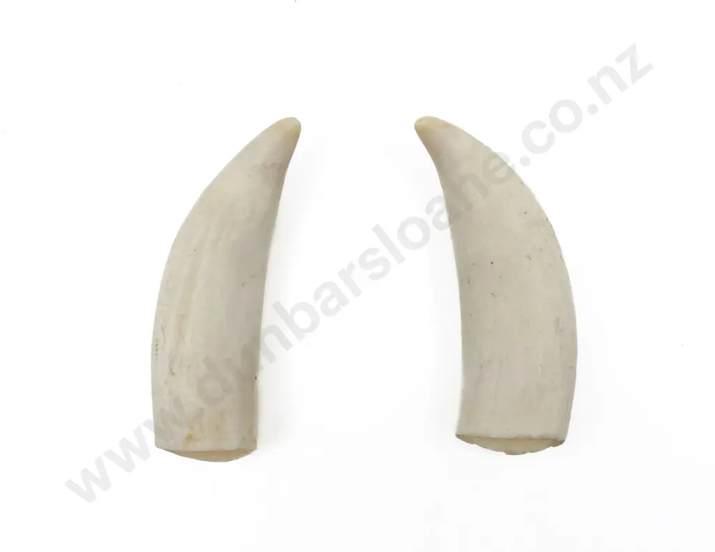 Two Small Whale Teeth Image 1++