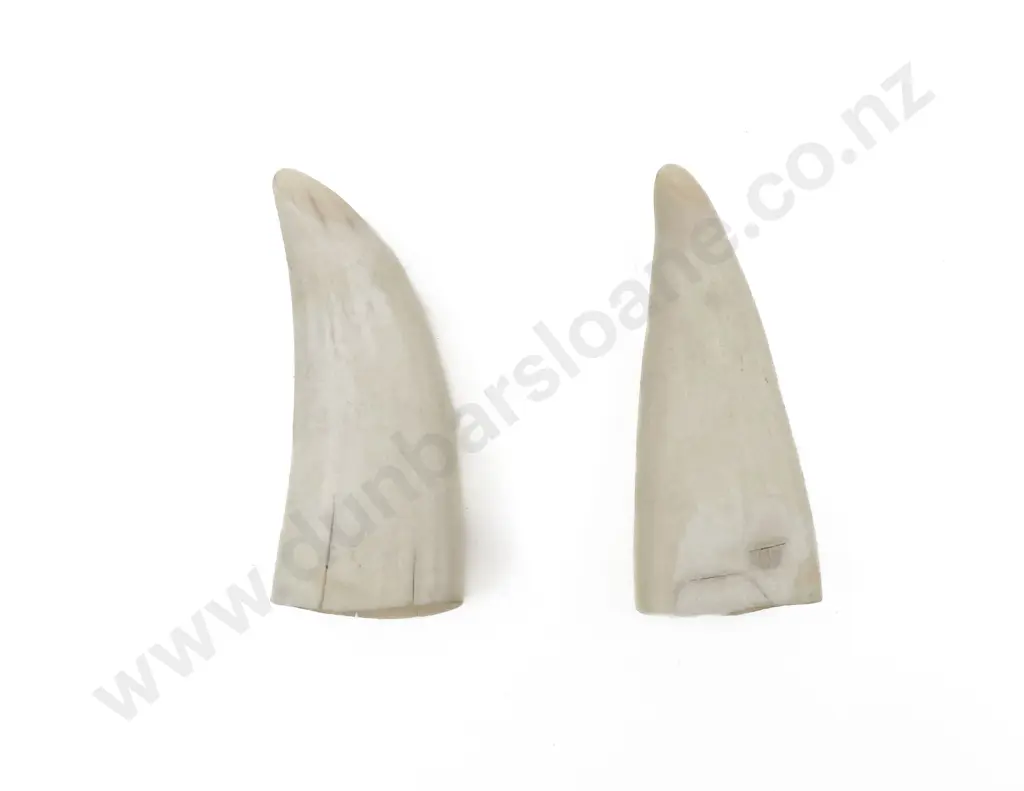 Two Small Whale Teeth Image 1++