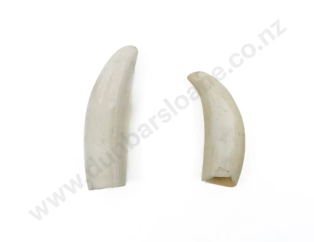Two Small Whale Teeth Image 1++