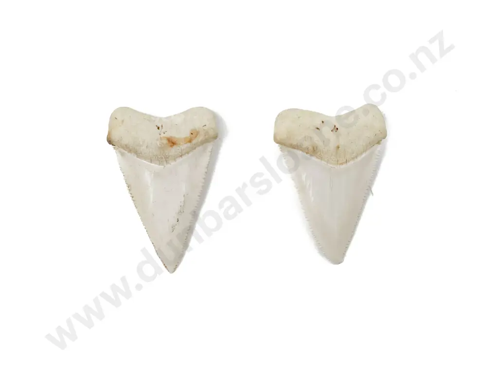 Two Shark Teeth Image 1++