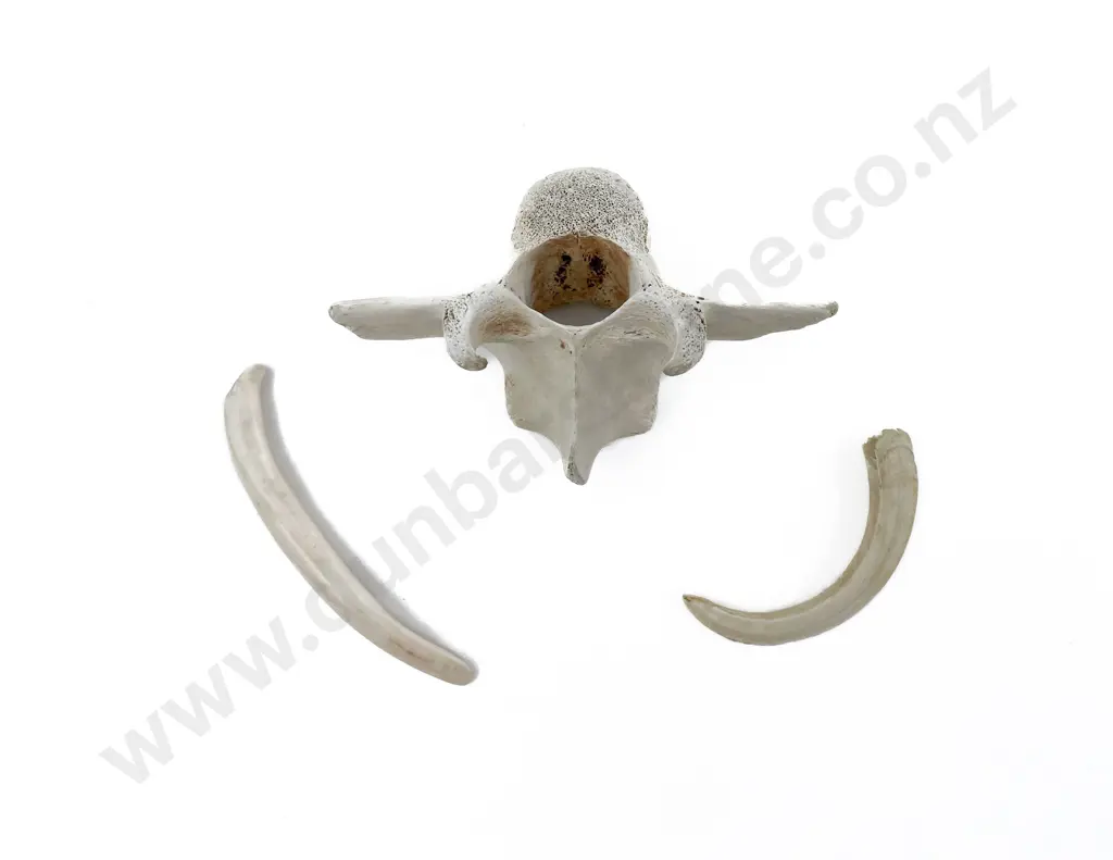 Boar Tooth Bone Piece & Vertebrae Image 1++