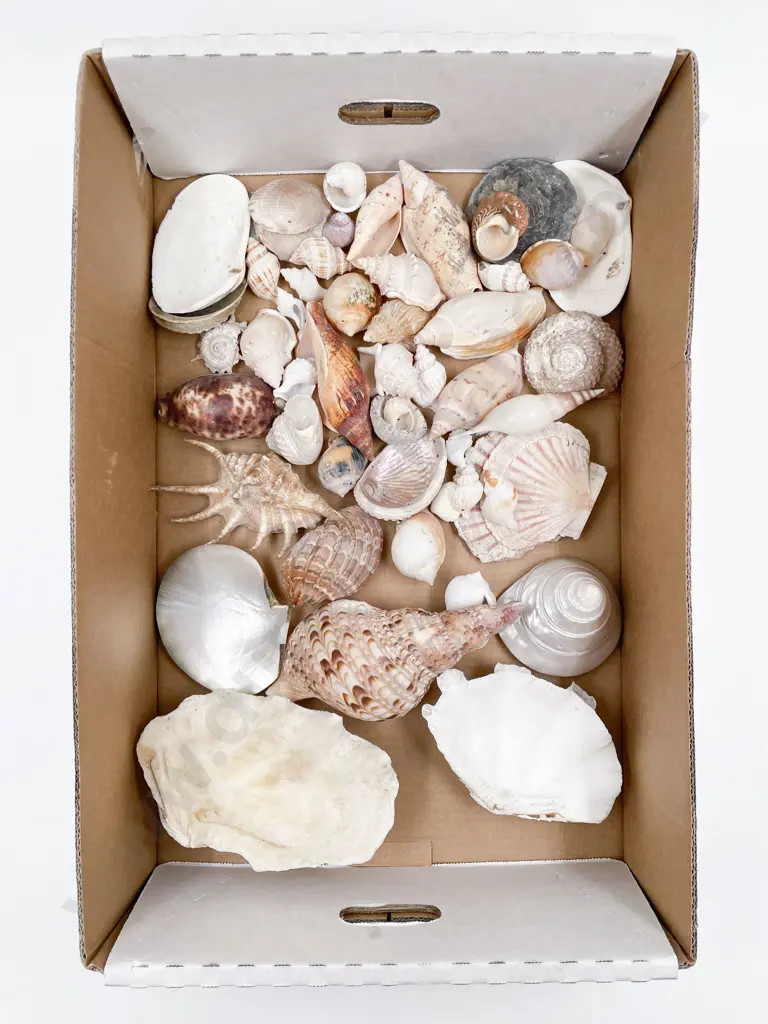 Collection of Exotic Shells Image 1++