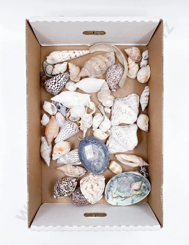 Collection of Exotic Shells Image 1++