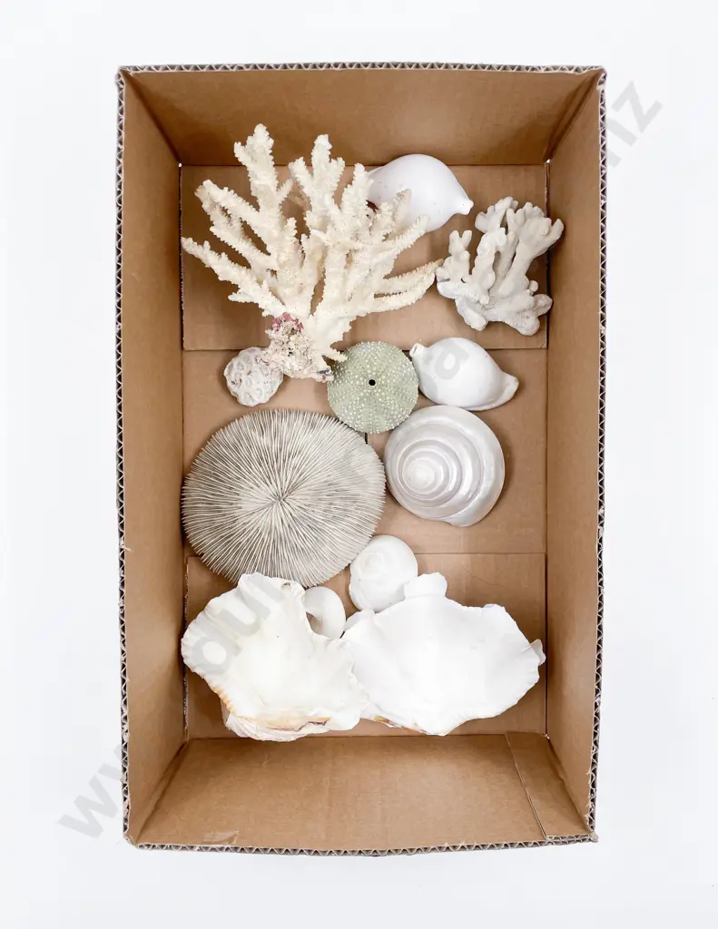 Small Collection of Vintage Shells & Coral Image 1++