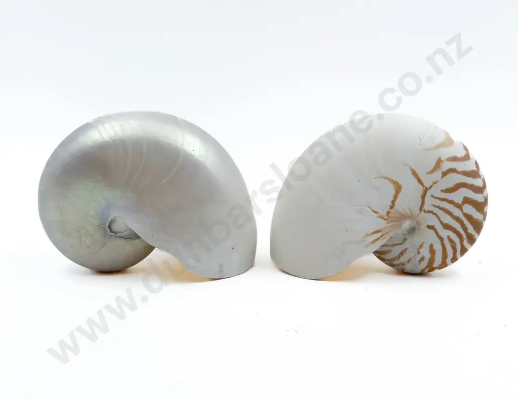 Two Nautilus Shells Image 1++