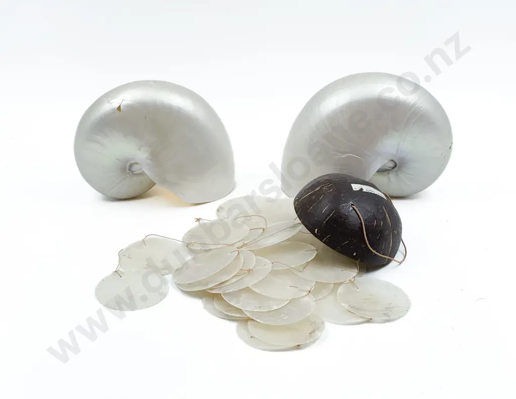Two Nautilus Shells (one a/f) Image 1++