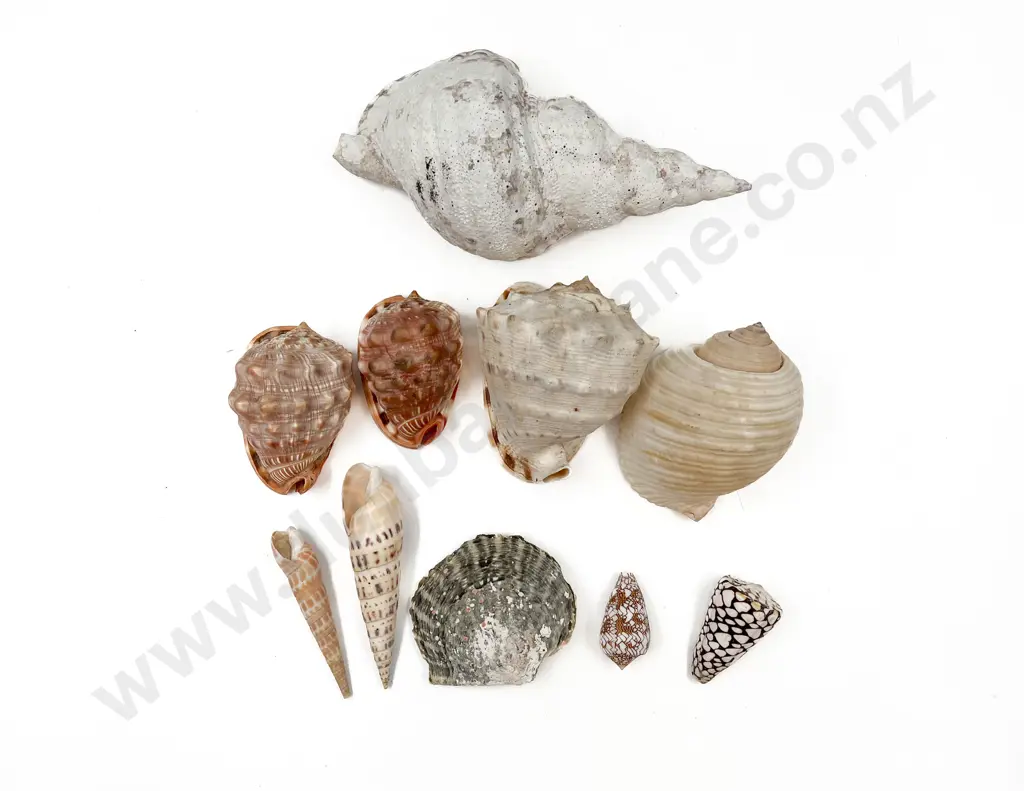Quantity of Assorted Tropical Seashells Image 1++