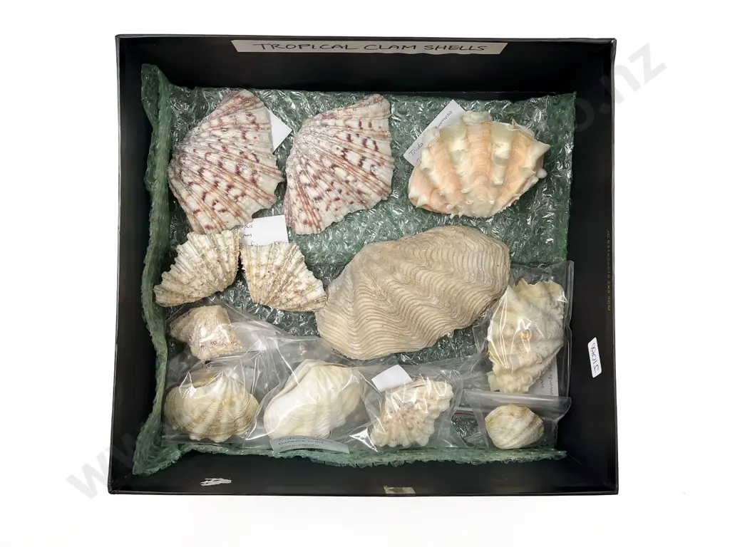 Quantity of Assorted Tropical Clam Shells Image 1++