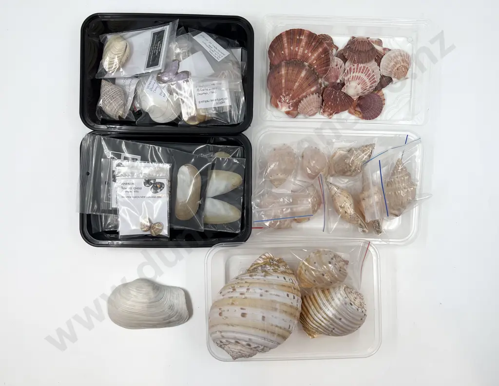 Quantity of Assorted Seashells From The Bay of Plenty Image 1++
