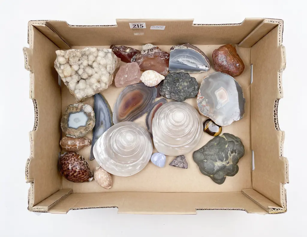 Box of Assorted Shells and Mineral Samples etc Image 1++