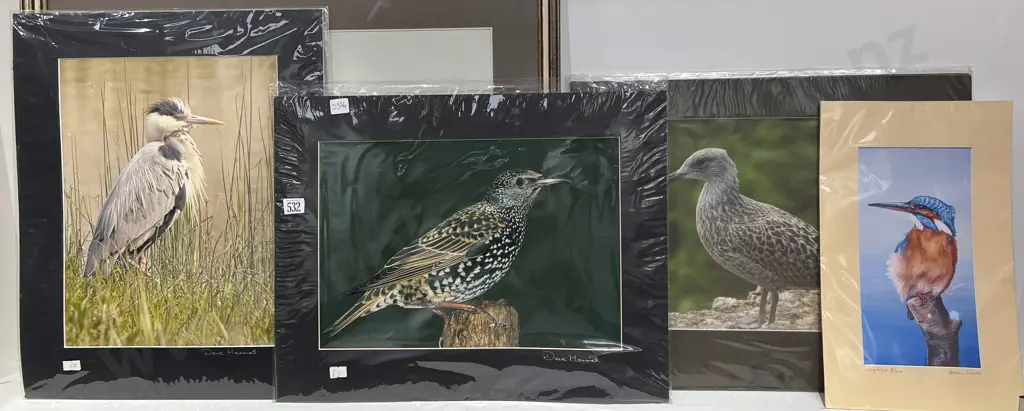 Four Assorted Loose Bird Prints Image 1++