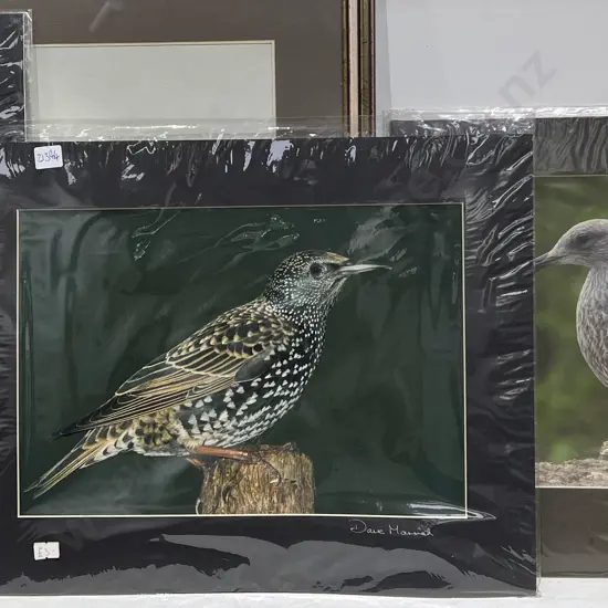 Four Assorted Loose Bird Prints