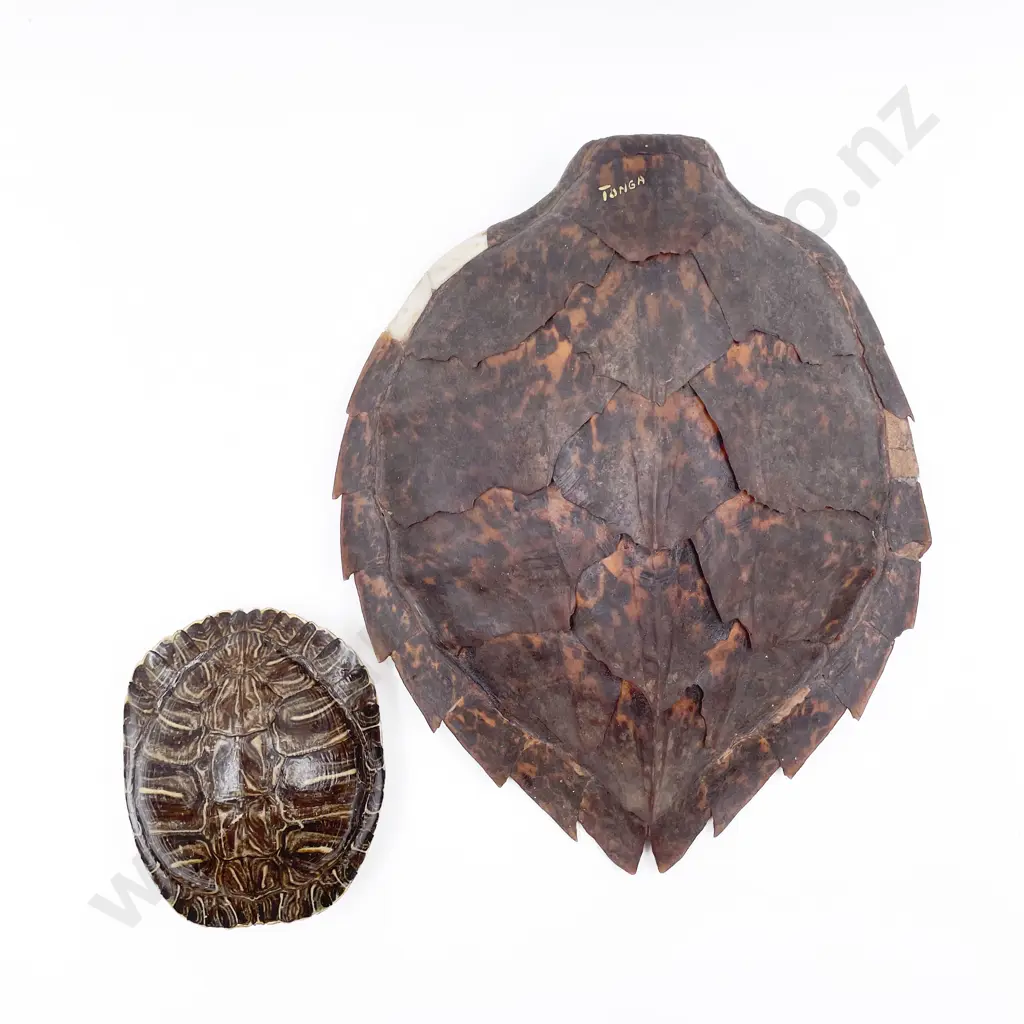 Two Vintage Turtle Shells Image 1++