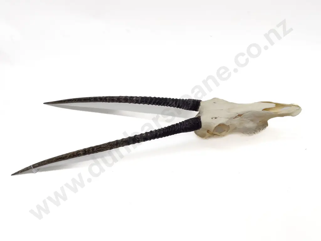 A Gemsbok Skull With Horns Image 1++