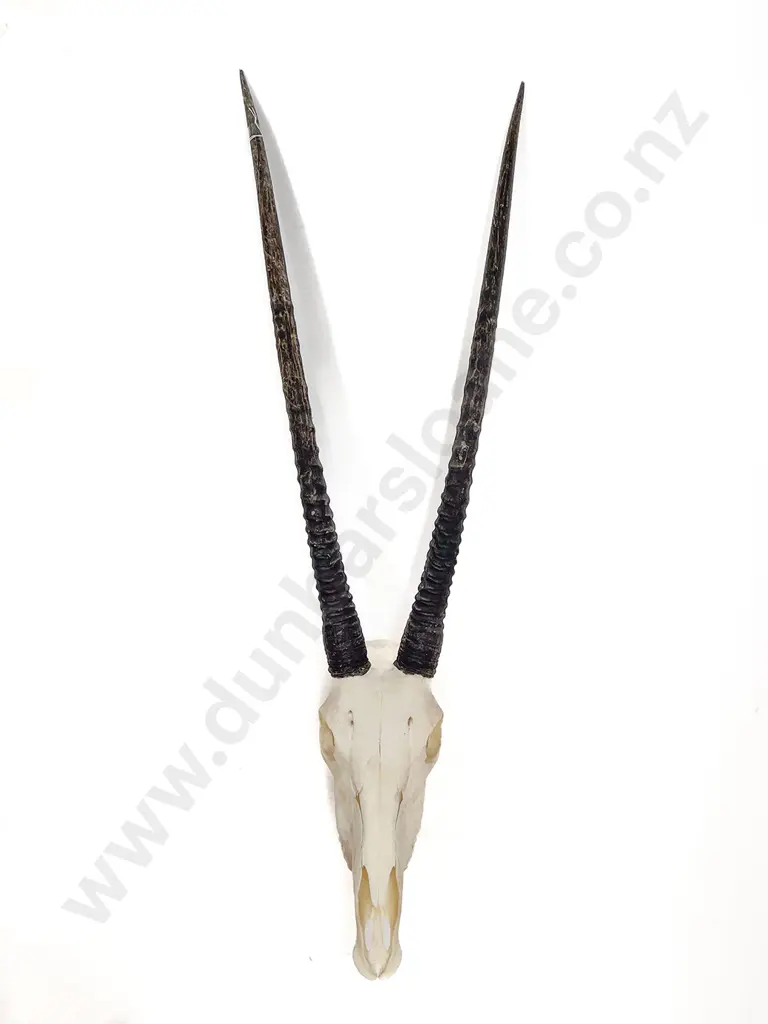 A Gemsbok Skull With Horns Image 1++