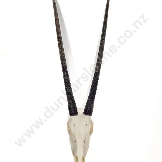 A Gemsbok Skull With Horns