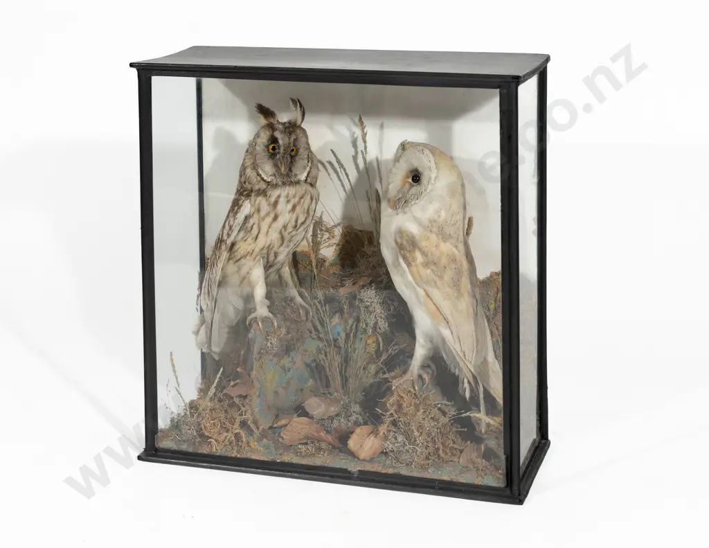 Vict. Cased Taxidermy Pair of Owls Image 1++