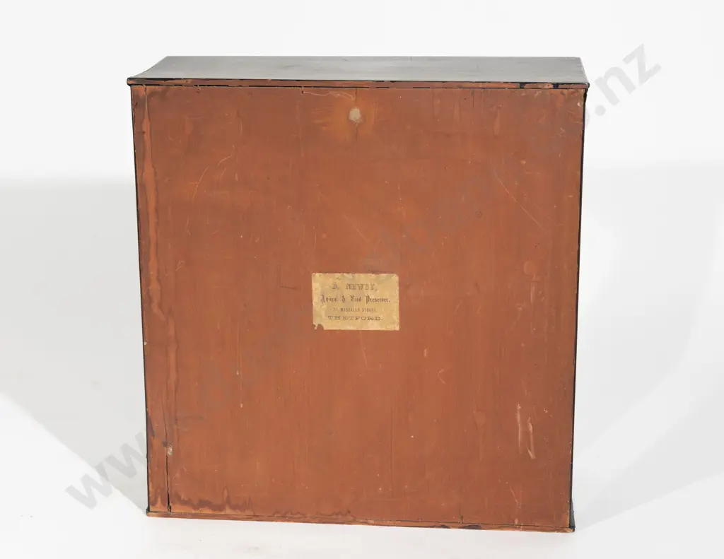 Vict. Cased Taxidermy Pair of Owls Image 1++