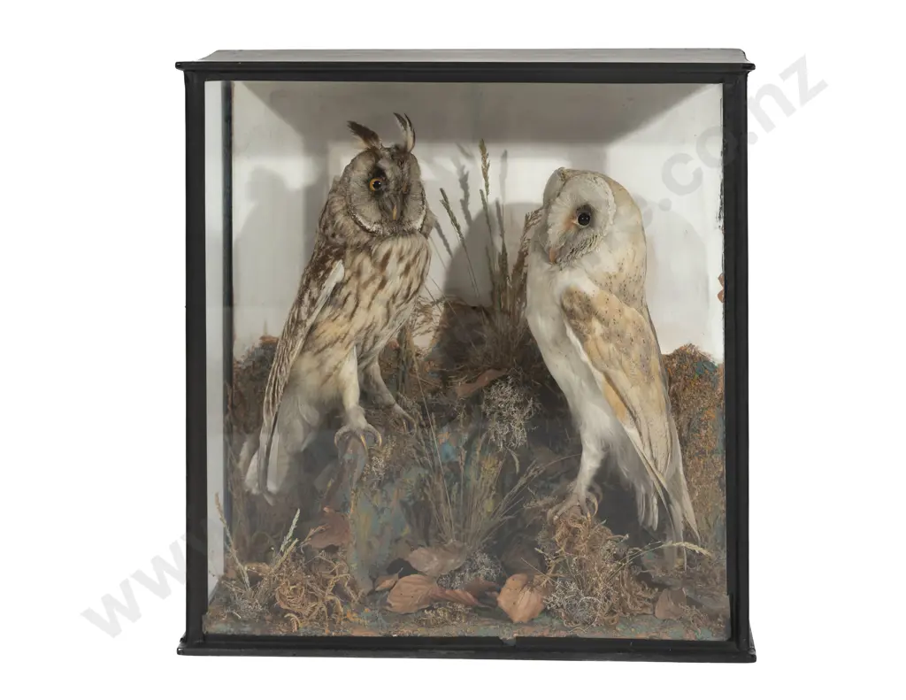 Vict. Cased Taxidermy Pair of Owls Image 1++