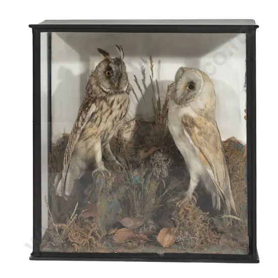 Vict. Cased Taxidermy Pair of Owls