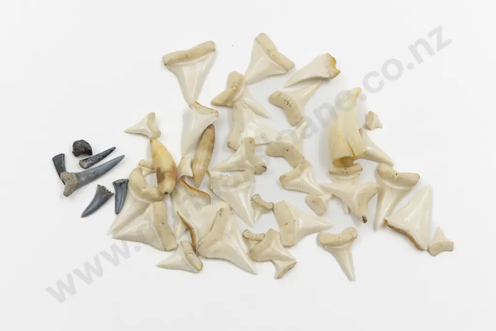Quantity of Shark Teeth Image 1++