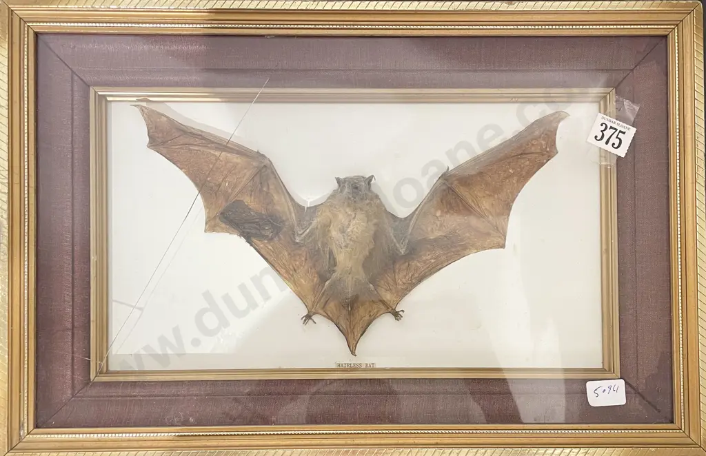 Framed Taxidermy of Hairless Bat Image 1++