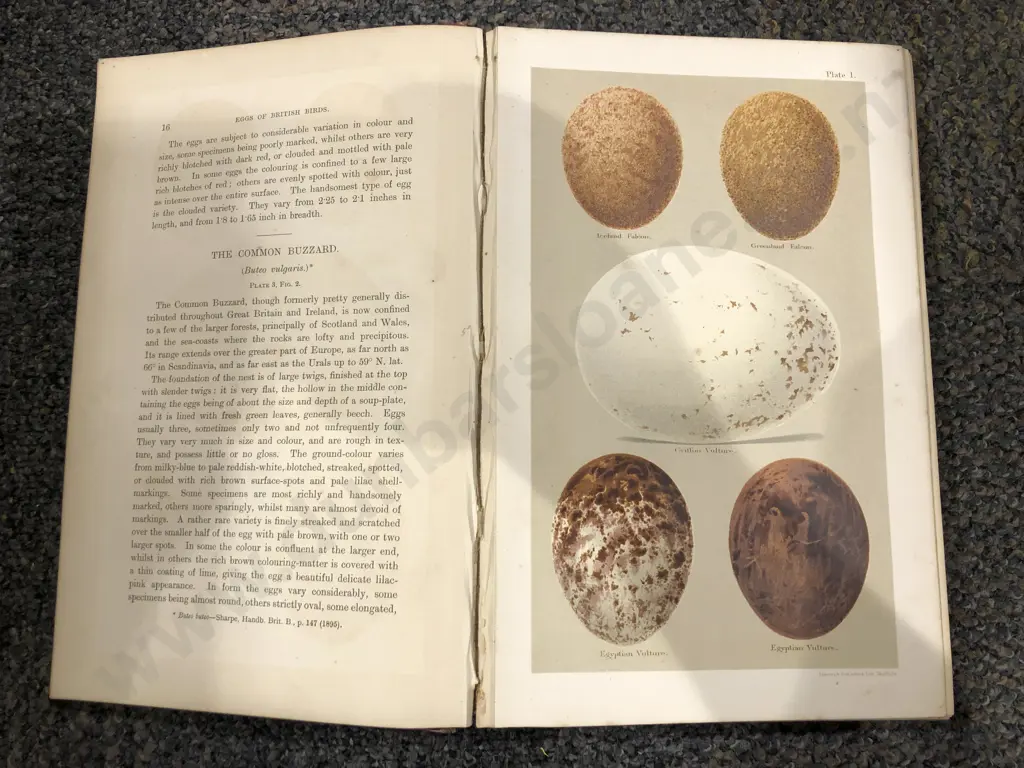 Coloured Figures of the Eggs of Brutish Birds by Henry Seebohn Image 1++
