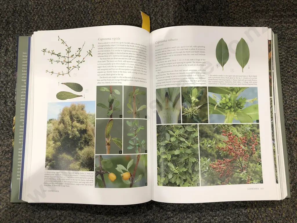 New Zealand's Native Trees by John Daws and Rob Lucas Image 1++