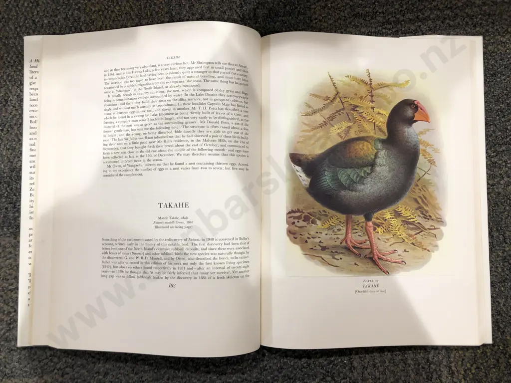 Buller's Birds of New Zealand Image 1++